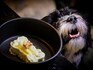 Meals to woof down at Italy's first dog restaurant