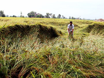 Rain watch for Sept 7-13: Monsoon weak, crop yields uncertainty rises