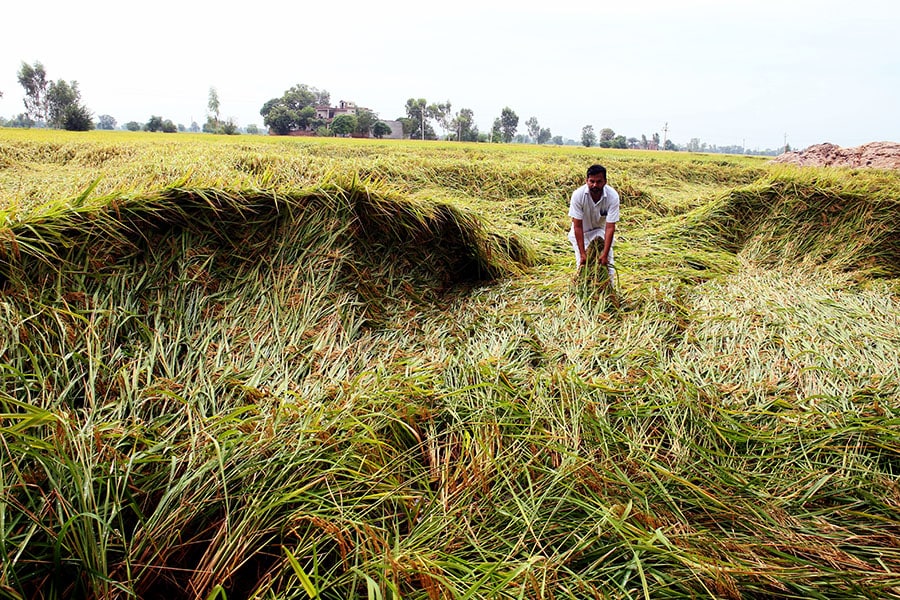 Monsoon continued to remain weak in the second week of September as dry spells continued with rains below normal.  Image: Sanjeev Kumar/Hindustan Times via Getty Images