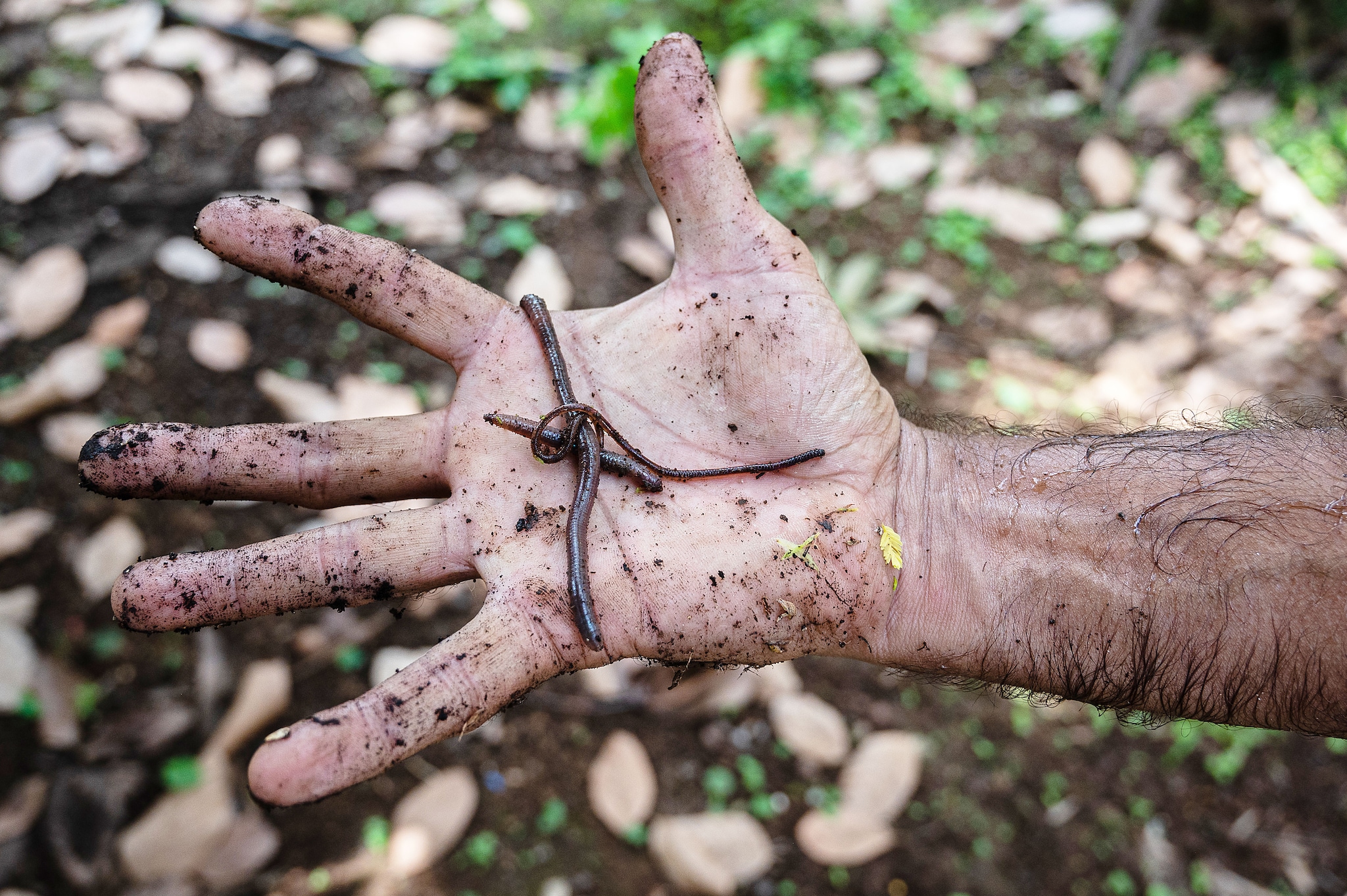 Jibu Thettayil, a resident of Naigaon, shows earthworms, which he feeds to the fish living in his aquaponics setup.