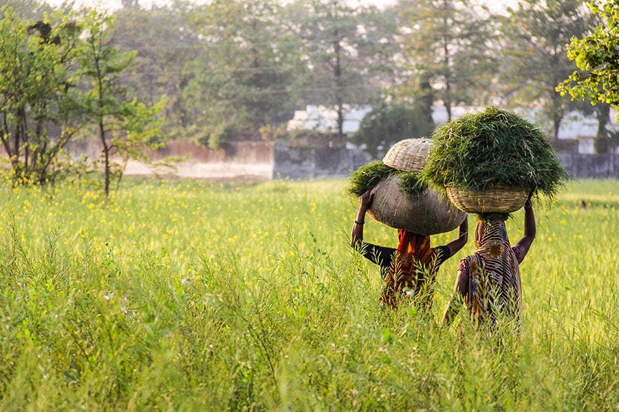 The late surge of 'large excess' rainfall in Gujarat, Madhya Pradesh, and Rajasthan led to heavy flooding, thus the distribution of rainfall remains erratic. Image: Pisit Boonma/ Shutterstock