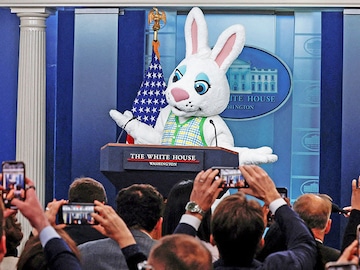 A bunny at a media briefing and fifteen questions in photos: Eyecatchers of the week
