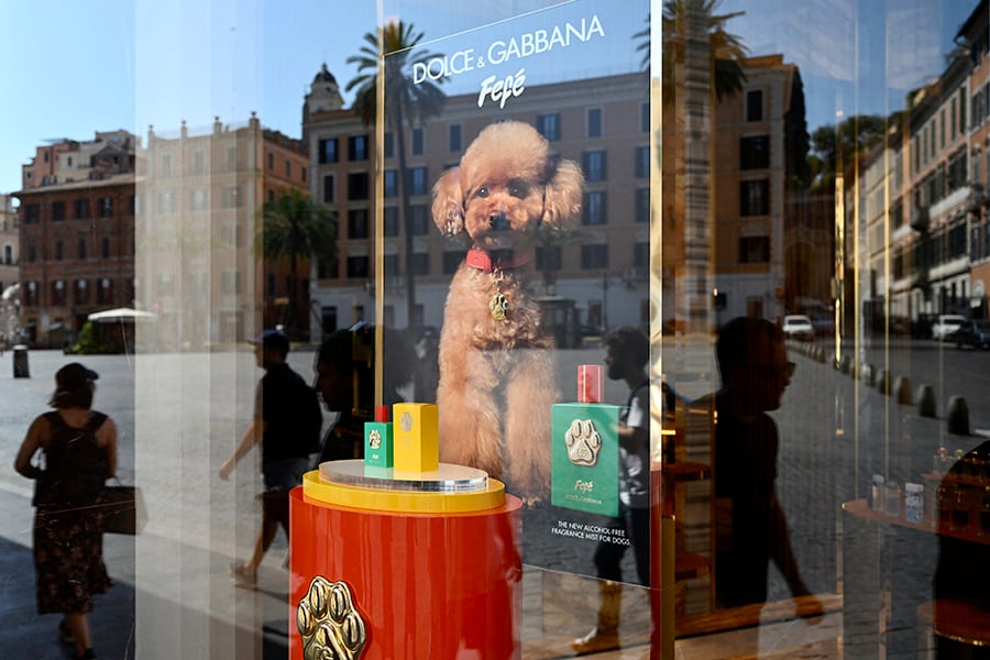 
 Italian luxury fashion house Dolce & Gabbana has launched a new perfume for canine companions.  
Image: Alberto Pizzoli / AFP©