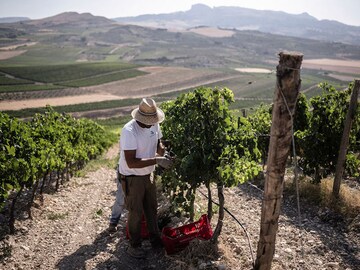 Harvest starts very early in Sicily's drought-hit vineyards