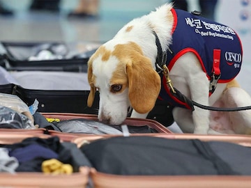 South Korean sniffer dog searches for post-Olympic bedbugs