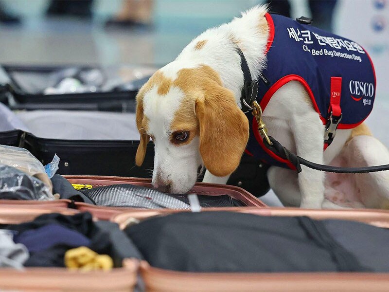 South Korean sniffer dog searches for post-Olympic bedbugs