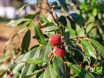 Greeks try tropical crops in climate change experiment