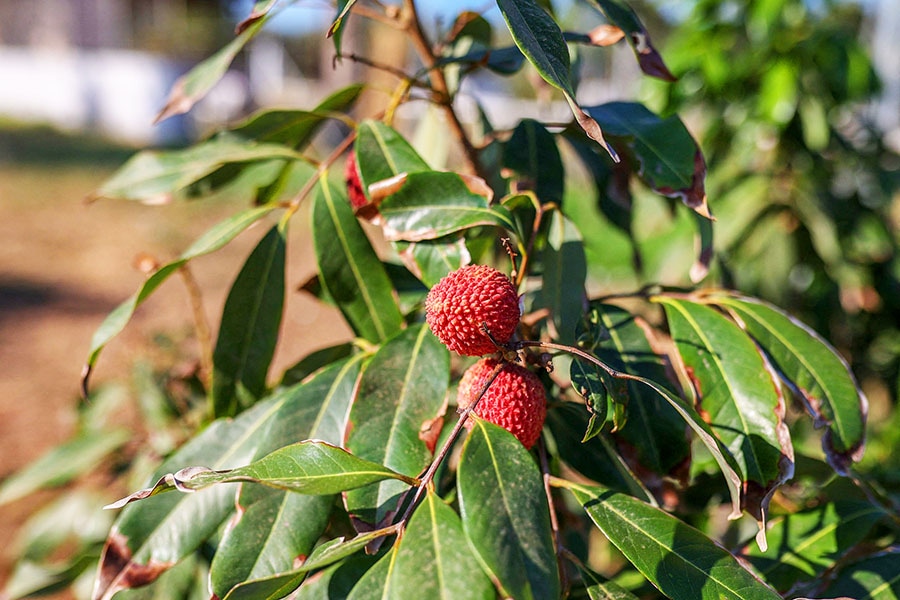 A small number of Greek growers are turning to tropical fruits—mangoes, avocados, lychees, cherimoya and macadamia nuts. 
Image: Aris Oikonomou / AFP©