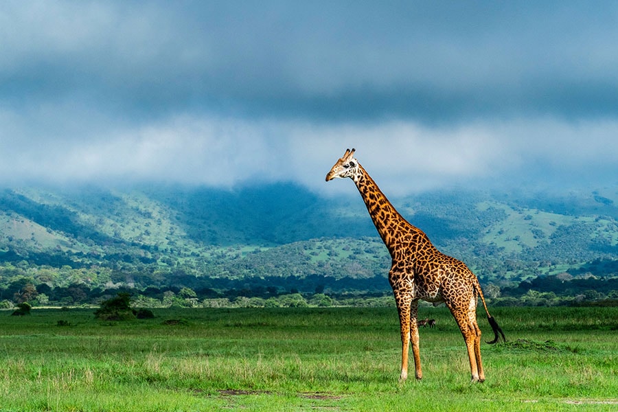 Akagera, Rwanda. Image credit: Shutterstock