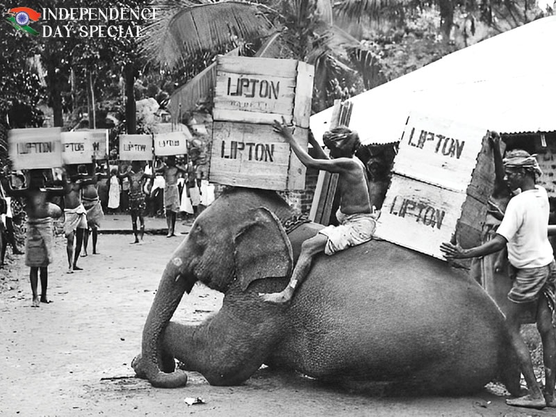 lipton