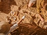Here's what fossils can tell us about ancient periods of climate change