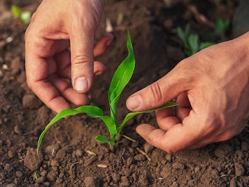 Soil: A 'Climate-Positive' asset for environmental and food security in India
