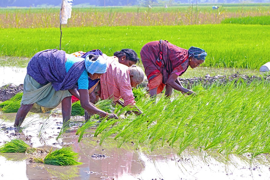 Female labour force participation rate has risen from 23.3 percent in 2017-18 to 37 percent in 2022-23. Image: Shyamalamuralinath / Shutterstock

