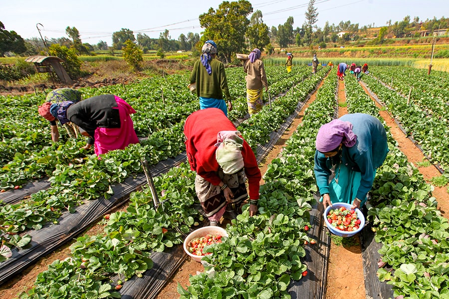 Major subsidies which include food, fertiliser, and petroleum are top contributors to revenue expenditures. 
Image: Shutterstock