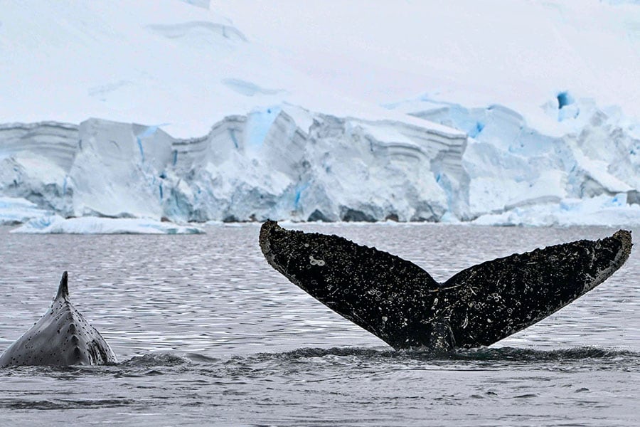In Antarctica, scientists study extent of microplastics