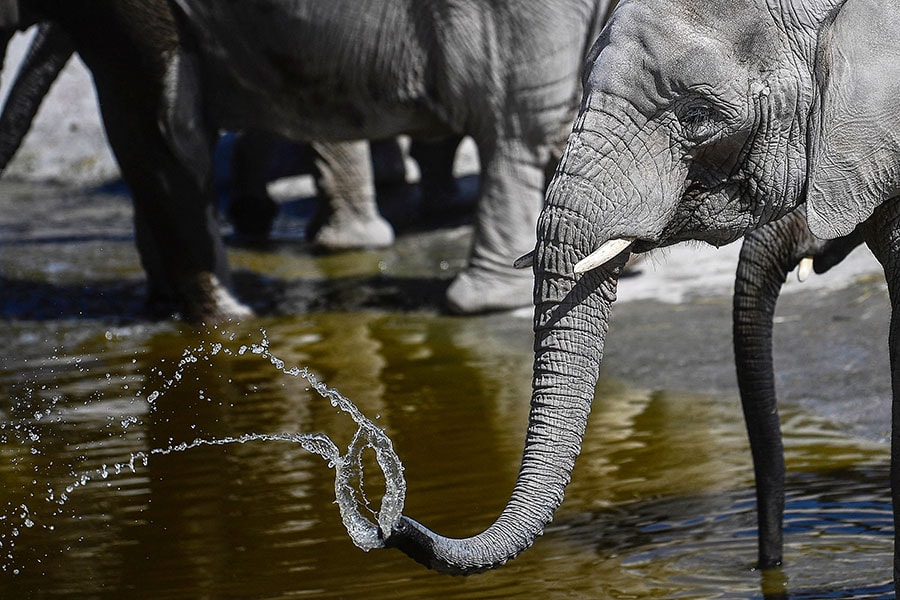 
African bush elephants African bush elephants
Image: Pedro Pardo / AFP©
