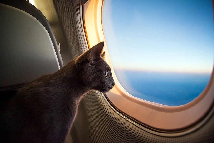 In Japan, pets aren't welcome in airplane cabins