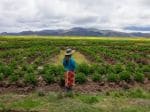 Andean farmers use age-old technique amid climate change