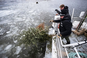 Why discarded Christmas trees are a gift to Stockholm's fish