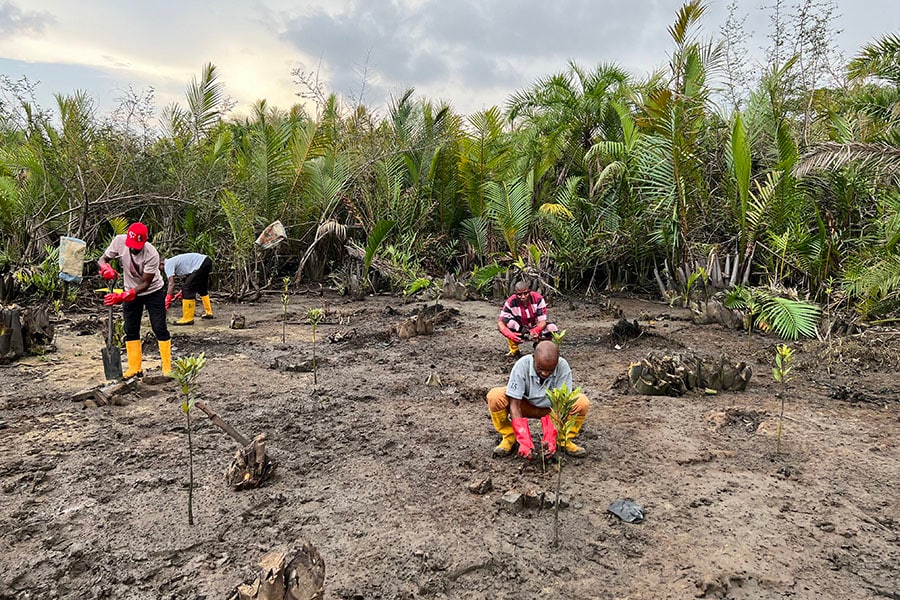 Nigerians strive to bring mangrove forests back to life