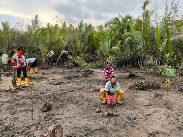 Nigerians strive to bring mangrove forests back to life