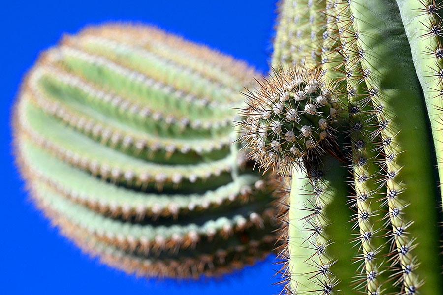 
 A rare species of tree cactus has gone extinct in Florida, in what is believed to be the first species lost to sea level rise in the United States.
Image: Josh Edelson / AFP©