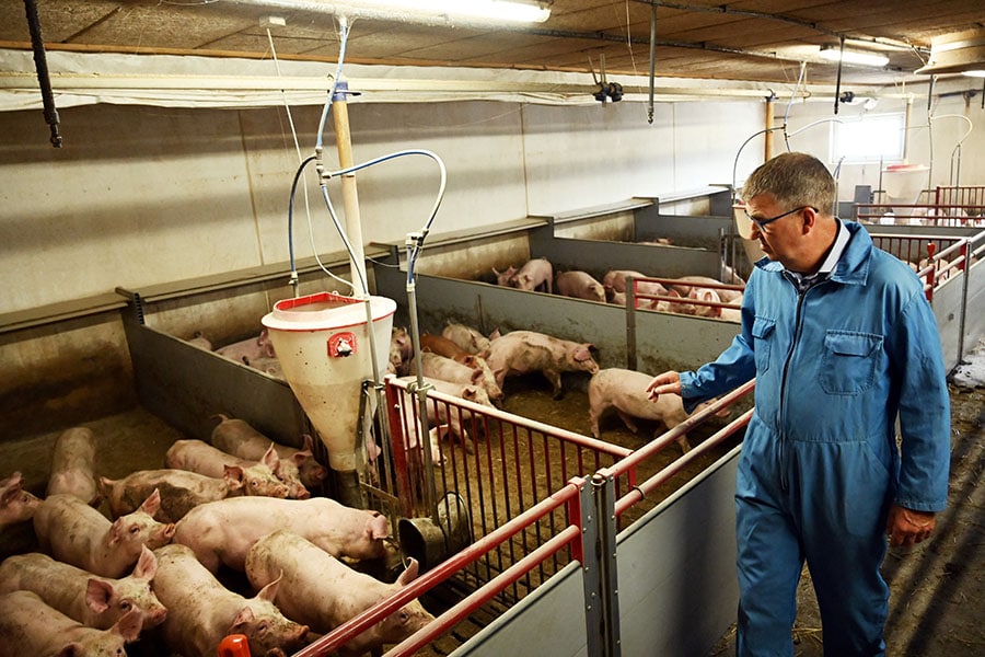 (File) Farmer Lars Jonsson inspects the pigs in the barn at his farm outside the town of Lynge, Denmark. Image: Sergei Gapon / AFP 