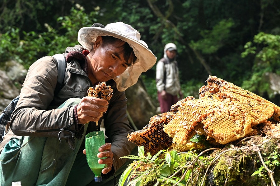 Honey hunters say shifting weather patterns and environmental threats are impacting their remote forested valleys, 100 kilometres (60 miles) northwest of Kathmandu. Image: Prakash Mathema / AFP©