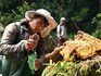 Sticky future: Climate change hits Nepal's honey hunters