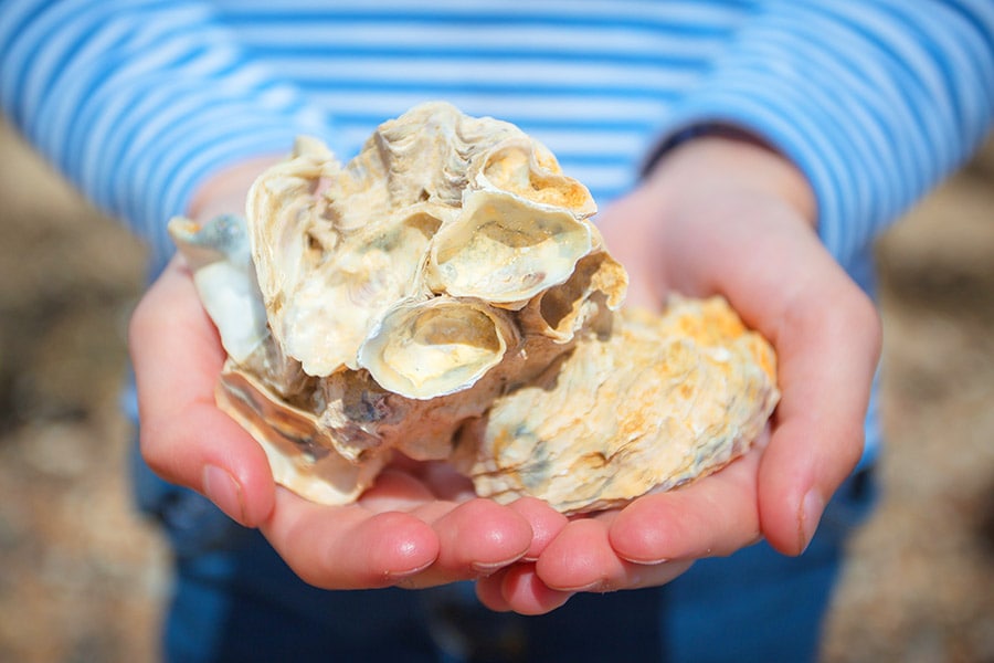 A new study has revealed worrying levels of fiberglass in oysters and mussels. 
Image: Deborah Pendell/Getty Images