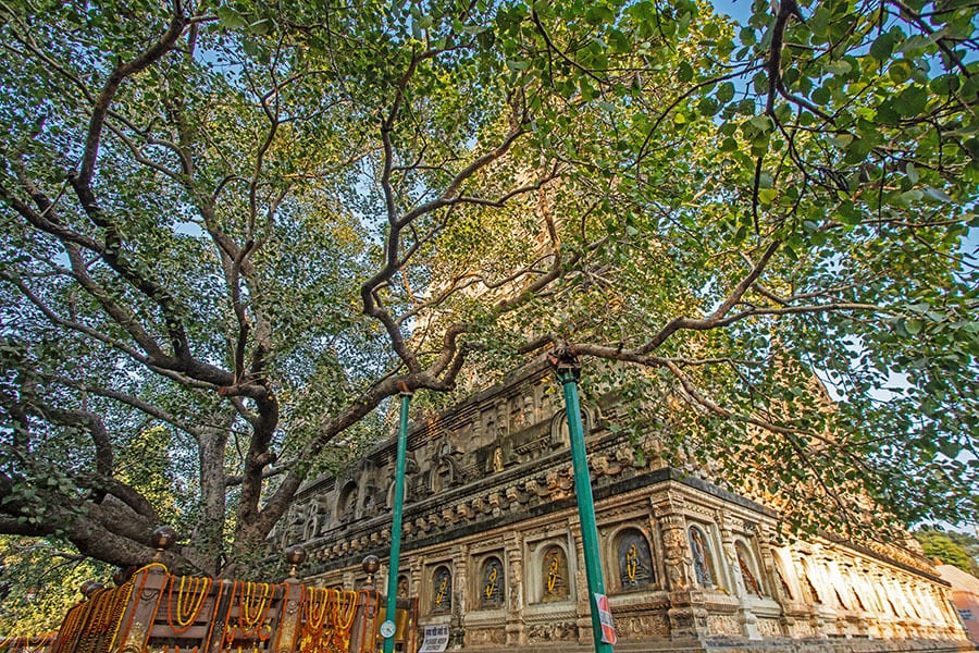 The Bodhi tree and the Mahabodhi temple complex at Bodhgaya, Bihar. Image: Shutterstock