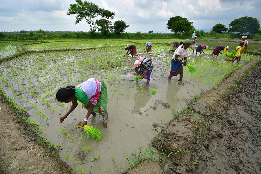 Farmers plant rice saplings at a paddy field in Nagaon District of Assam, India on July 14, 2024. Image:
Anuwar Hazarika/NurPhoto via Getty Images