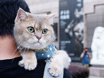 Night at the mewseum: Ancient Egypt exhibition welcomes cats