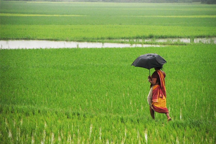 As uneven distribution of rains continues, the southern and central regions have cumulatively seen excess rainfall, while rains in the northwest and eastern states are deficient
Image: Getty Images