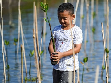 Photo of the day: One sapling at a time