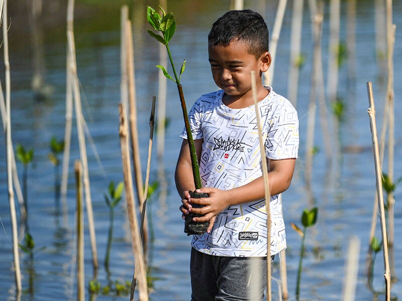 Photo of the day: One sapling at a time