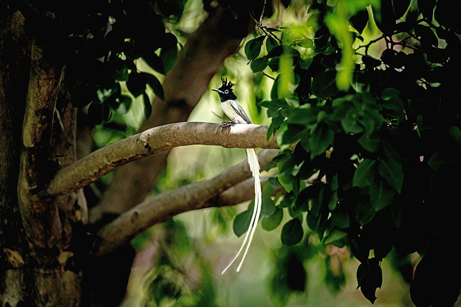 Kabini Forest Reserve (Nagarhole Tiger Reserve), India. Image: Dhruv Patil