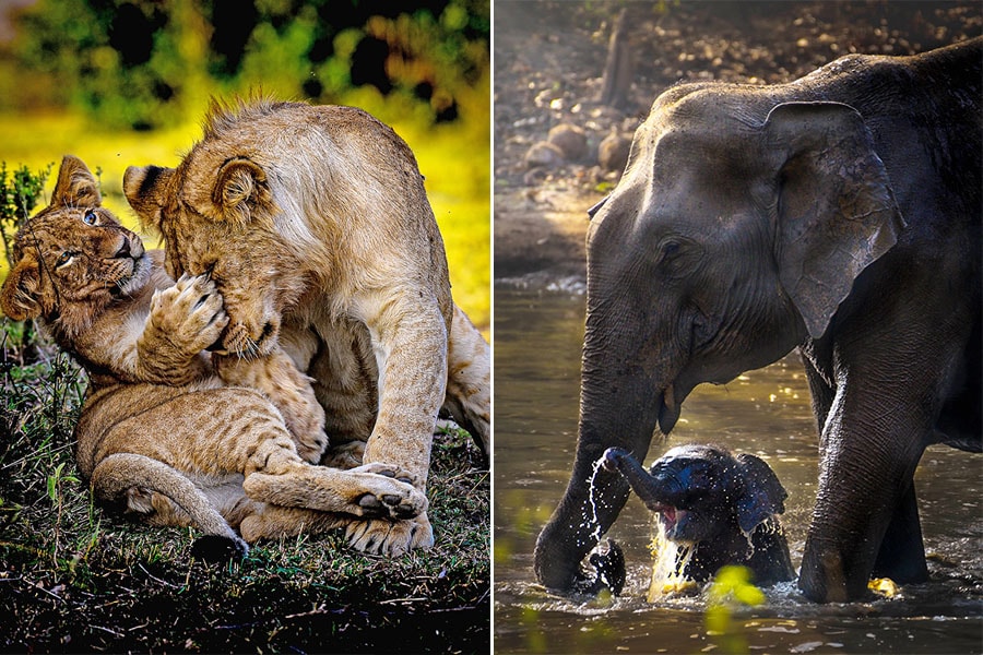 Kabini Forest Reserve (Nagarhole Tiger Reserve), India. Image: Dhruv Patil