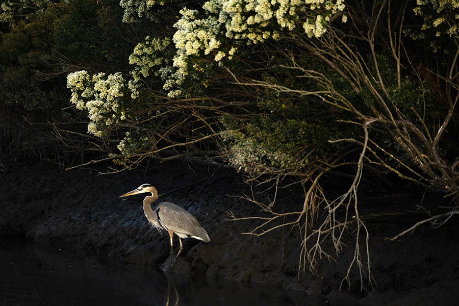 Kabini Forest Reserve (Nagarhole Tiger Reserve), India. Image: Dhruv Patil