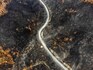 Once was the forest: Ruminations on Earth's silent inhabitants