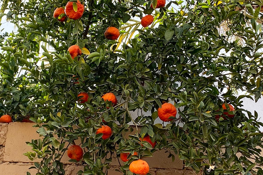 Tayma’s orange orchards are a visual delight! Trees hang heavy,  laden with luscious fruit, tempting the passers by. Image: Vijaya Pratap