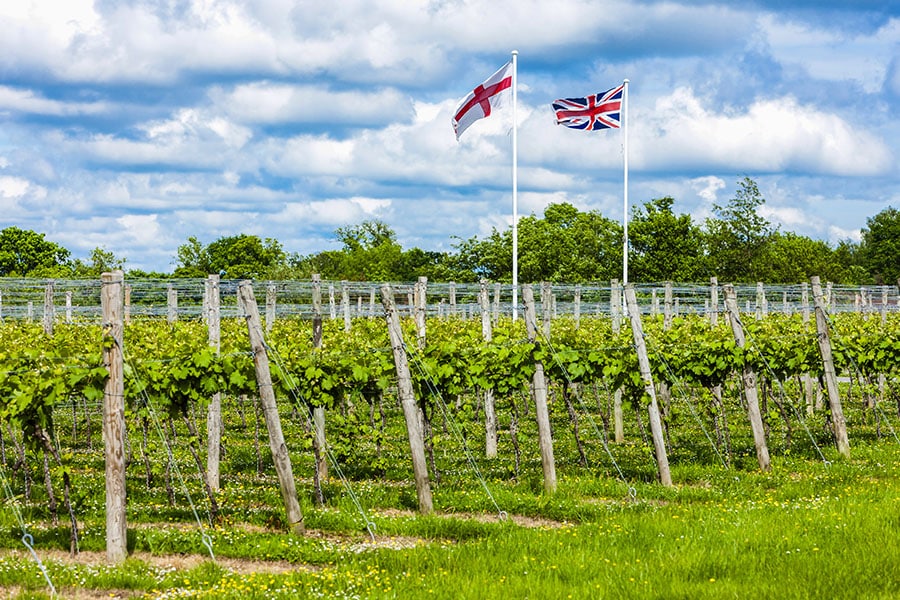 Researchers compared existing but scattered data on the effects of rising heat and drought, as well as changes in pests and diseases, on global wine regions.
Image: Shutterstock