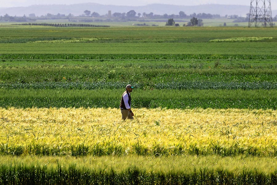 Cultivated areas across Morocco are expected to shrink to 2.5 million hectares in 2024 compared with 3.7 million last year, with cereal yields more than halving to 25 million quintals (2.5 million tonnes) over the same period. Image credit: Photography FADEL SENNA / AFP© 