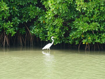 Half of mangrove ecosystems at risk: study