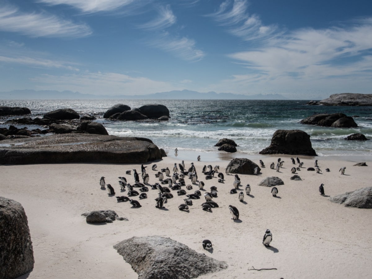 Photo of the Day: Penguin colony