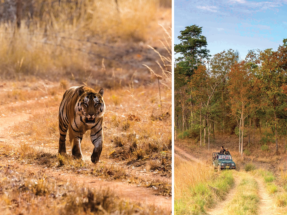 From left: The tiger, India’s wildlife superstar, on a safari through Satpura National Park, designated as India’s first biosphere reserve in 1999; ; 
Image: Courtesy Charukesi Ramadurai; tiger : Shutterstock