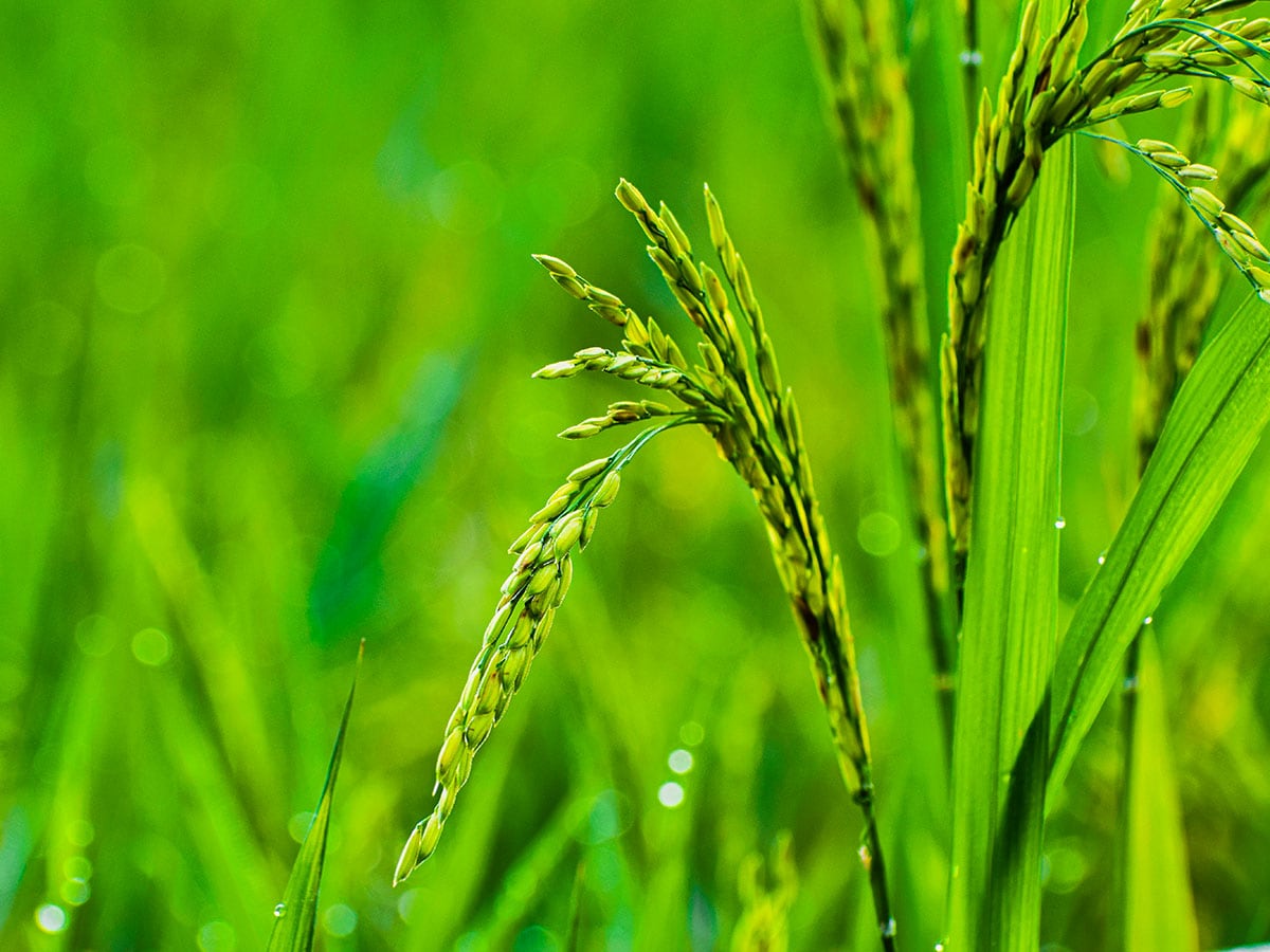 Rain Watch for Sept 26 to Oct 2: Curtains down on monsoon, good harvest likely