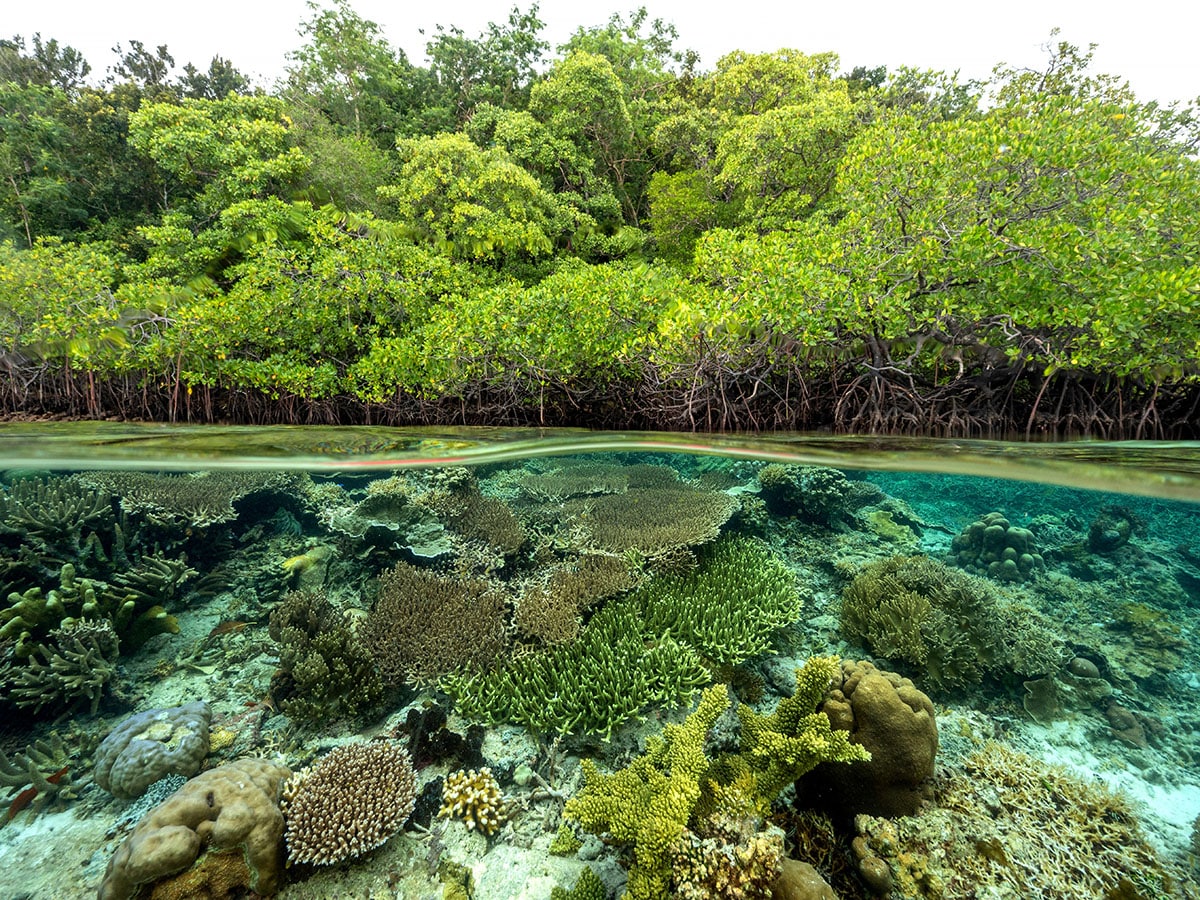 In one example, an ostensibly sound policy of planting trees on wetlands backfired when these carbon-rich landscapes dried up, releasing the planet-heating emissions stored in their roots and soil. Image: Shutterstock