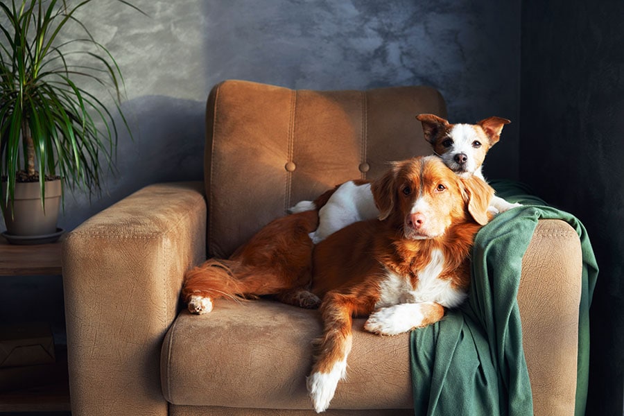 Many pet owners make home improvements to accommodate their furry friends. Image credit: Shutterstock