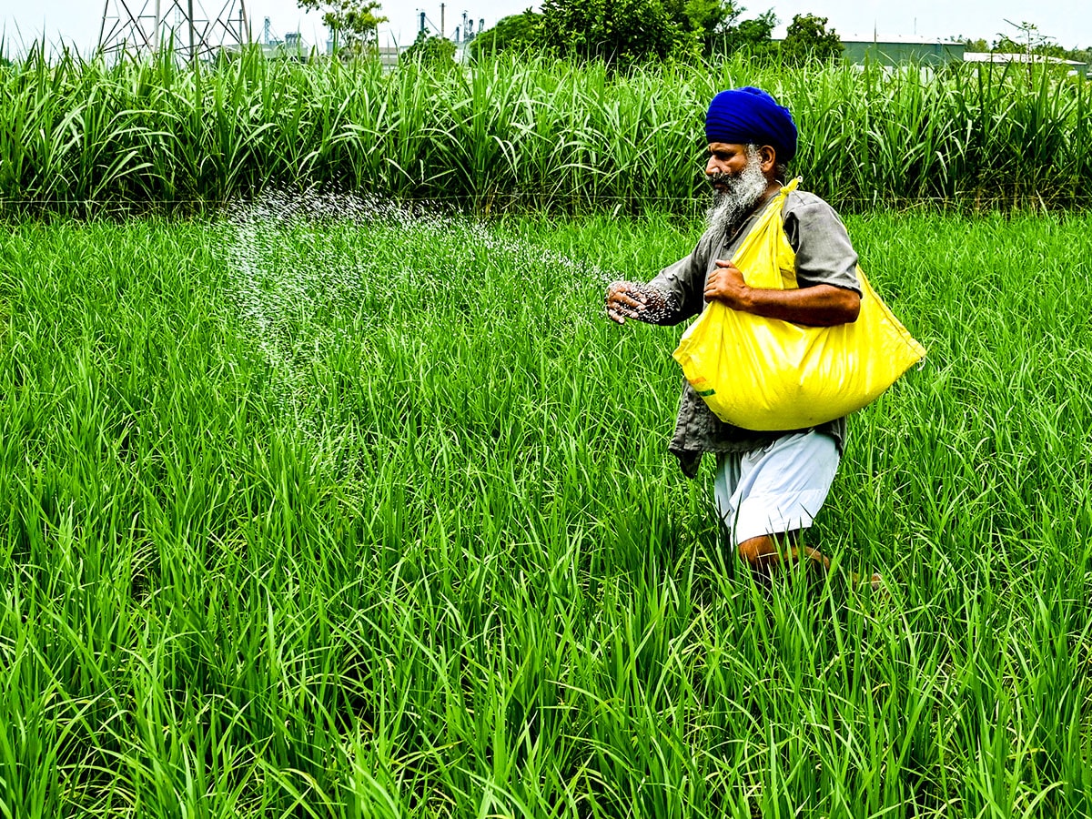 Kharif sowing patterns were similar as towards the end of August, given that sowing is complete in 100 percent of normal area.
Image: Narinder Nanu / AFP